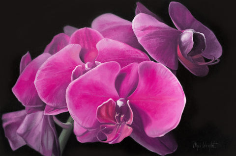 Orchid in the Dark by Olya Wright
